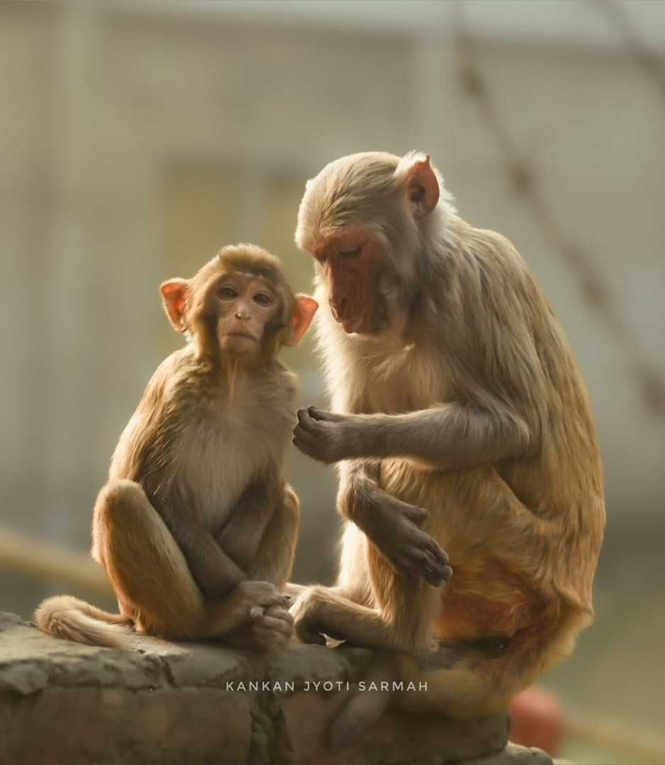 Monkey 1